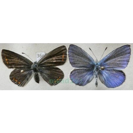 Polyommatus icarus (Rottemburg, 1775) pair Modraszek ikar Poland36n